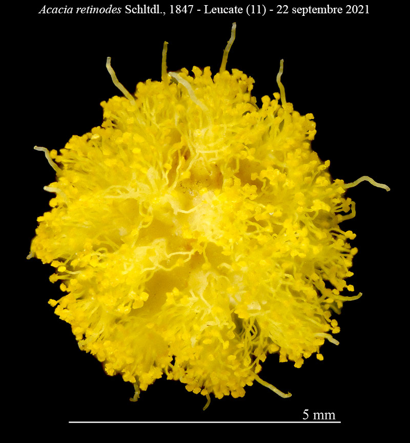 Acacia retinodes #68768
