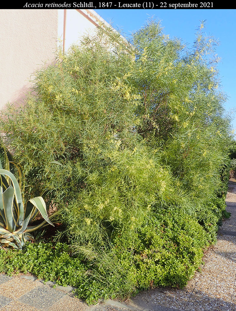 Acacia retinodes #68762
