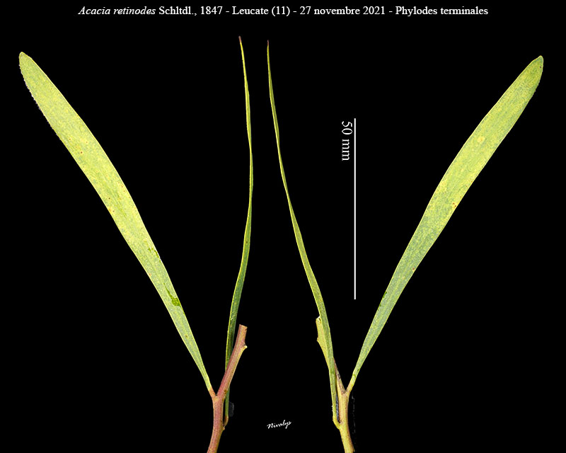 Acacia retinodes #68764