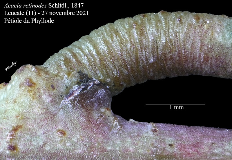 Acacia retinodes #68765