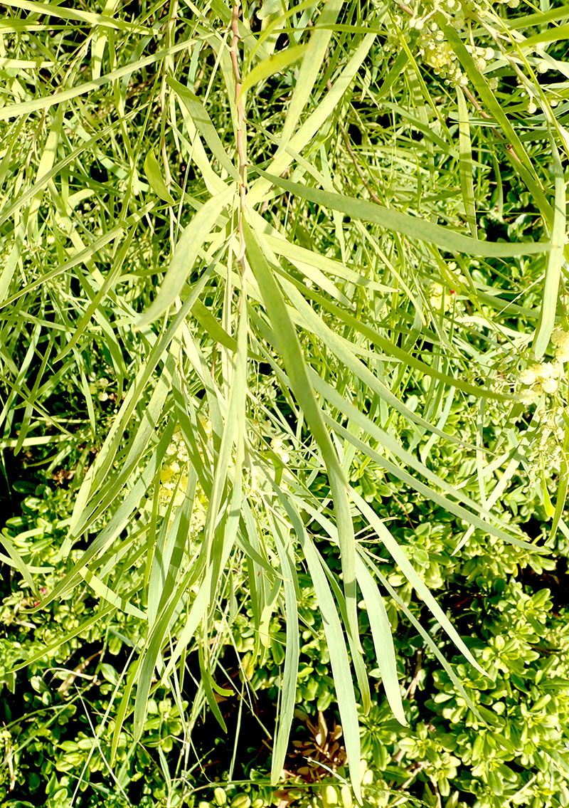 Acacia retinodes #68763