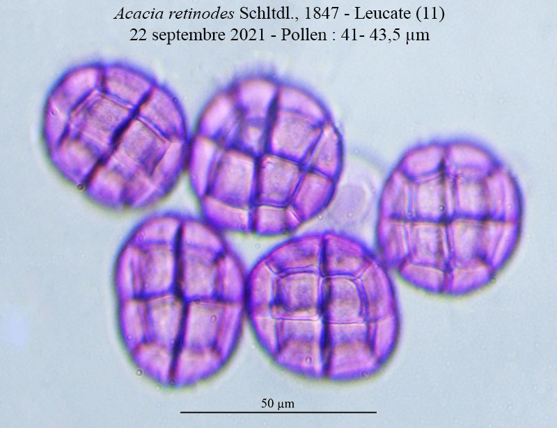 Acacia retinodes #68771