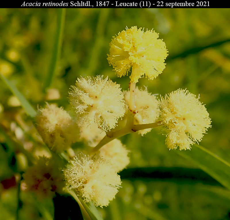 Acacia retinodes #68766