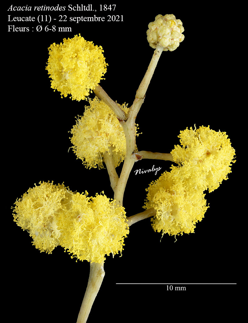 Acacia retinodes #68767