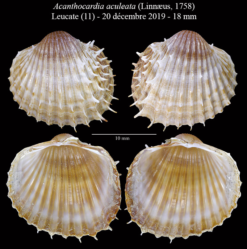 Acanthocardia aculeata #62582