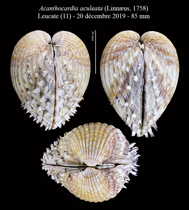 Acanthocardia aculeata #62585