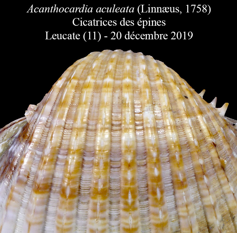 Acanthocardia aculeata #62586