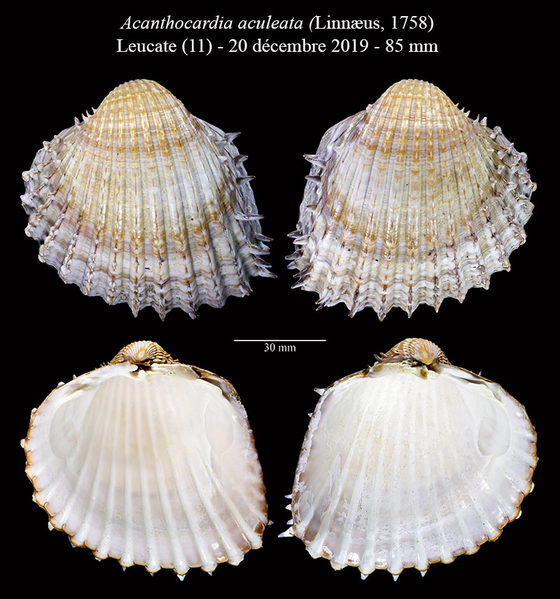 Acanthocardia aculeata #62584