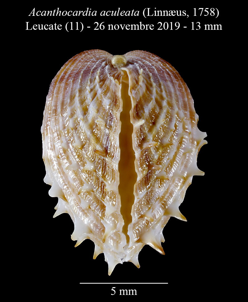 Acanthocardia aculeata #62580
