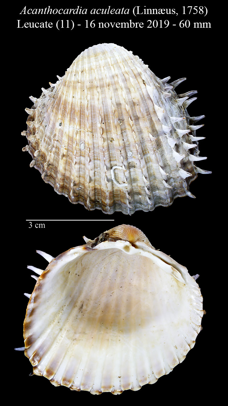 Acanthocardia aculeata #62583