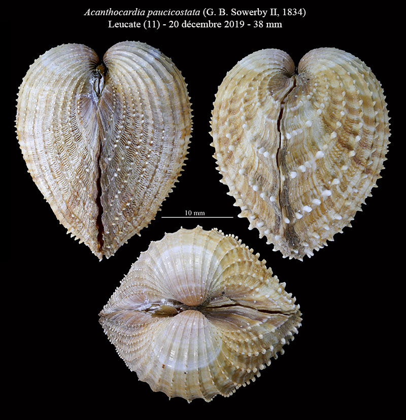 Acanthocardia paucicostata #62927