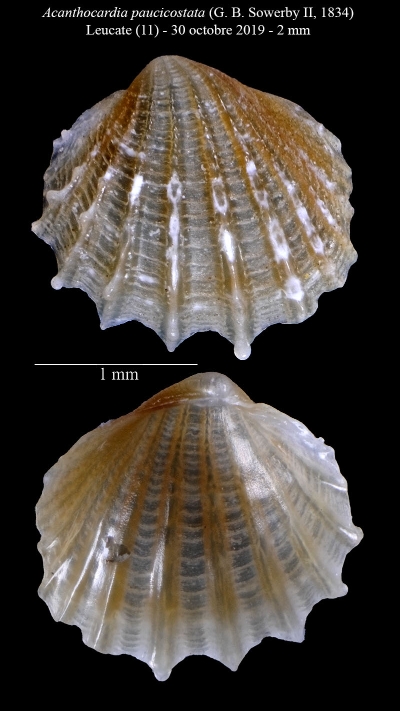 Acanthocardia paucicostata #62925