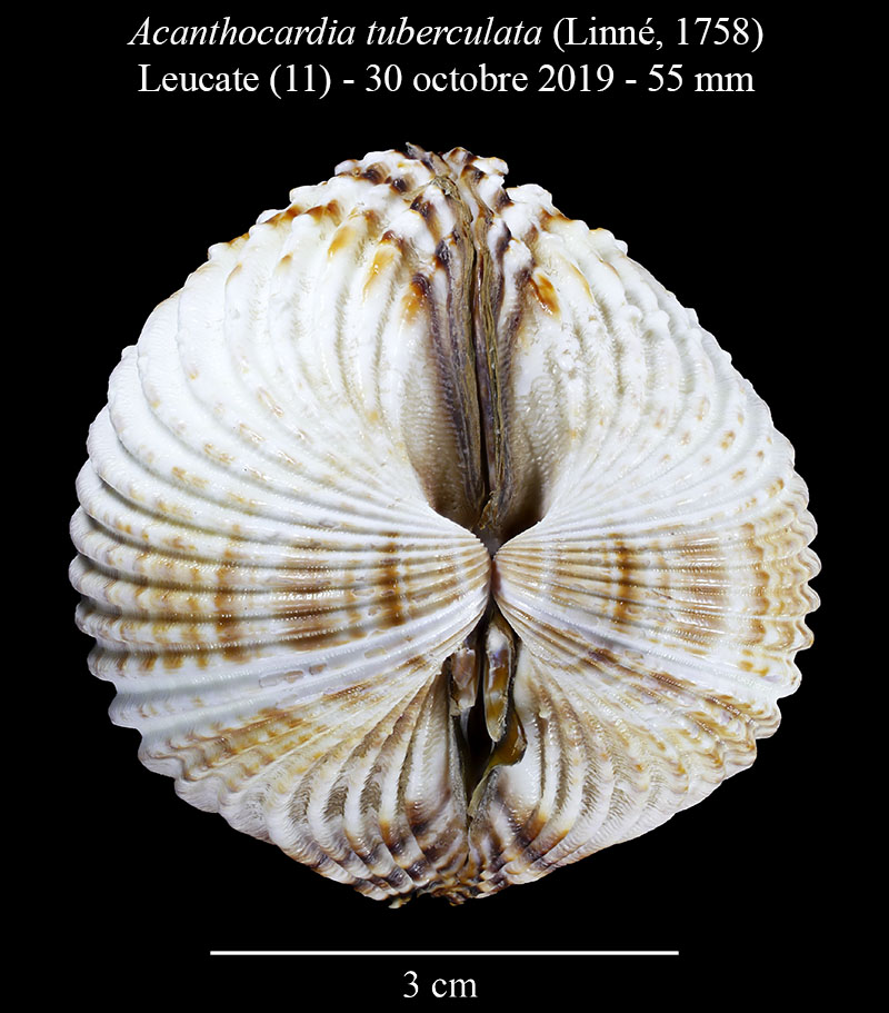 Acanthocardia tuberculata #60885