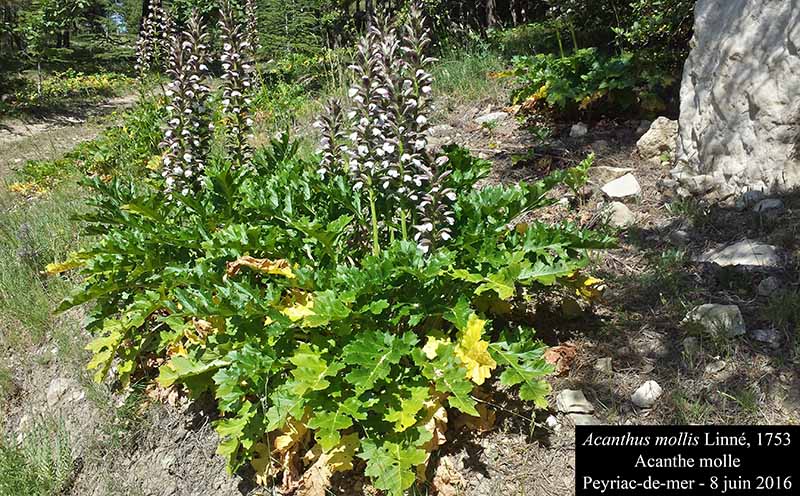Acanthus mollis Linné, 1753 #45616