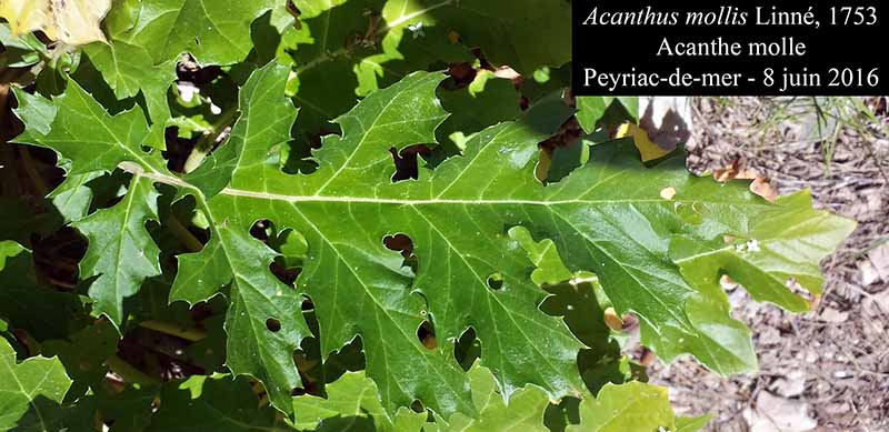 Acanthus mollis Linné, 1753 #45617