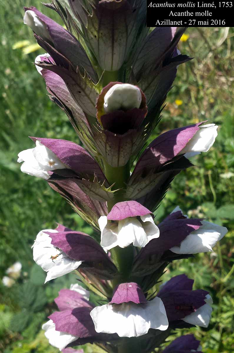 Acanthus mollis Linné, 1753 #45620