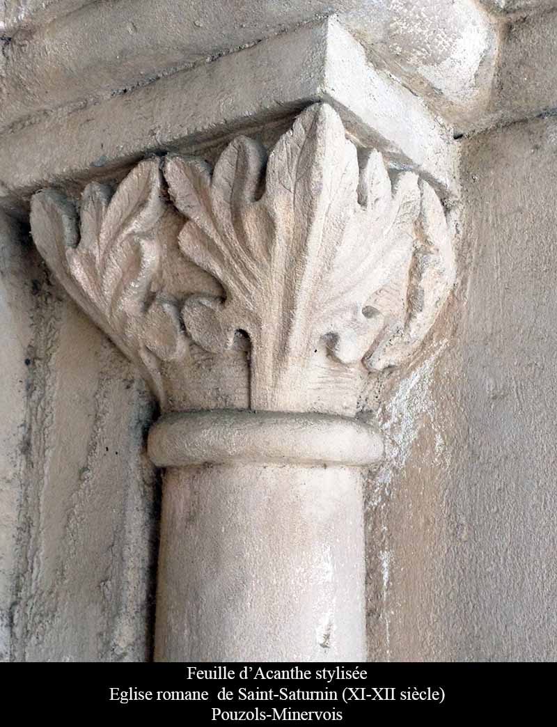 Acanthus mollis Linné, 1753 #45647