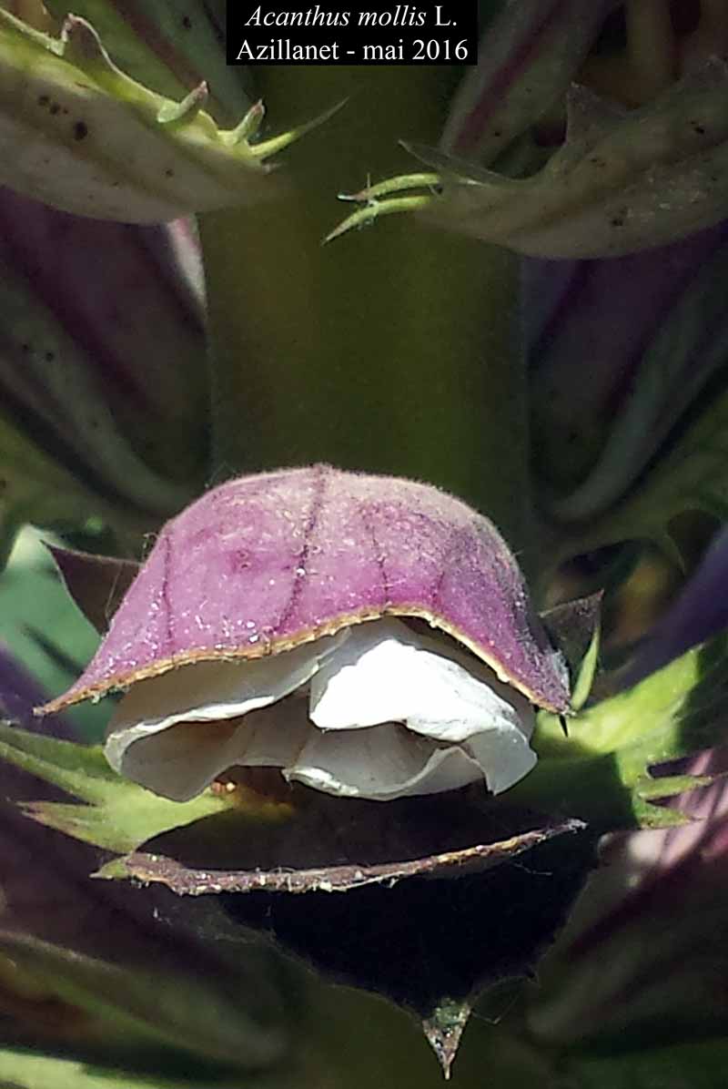 Acanthus mollis Linné, 1753 #45619