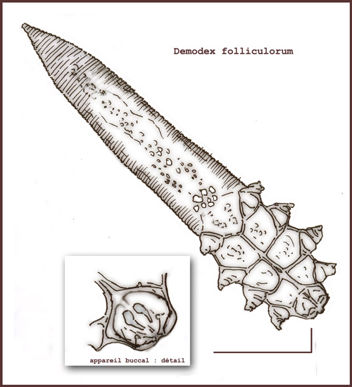 Acarien - demodex folliculorum #4560