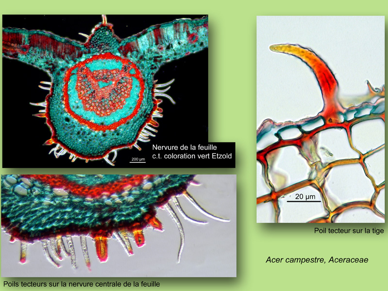 Acer campestre, histologie, histology. #24585