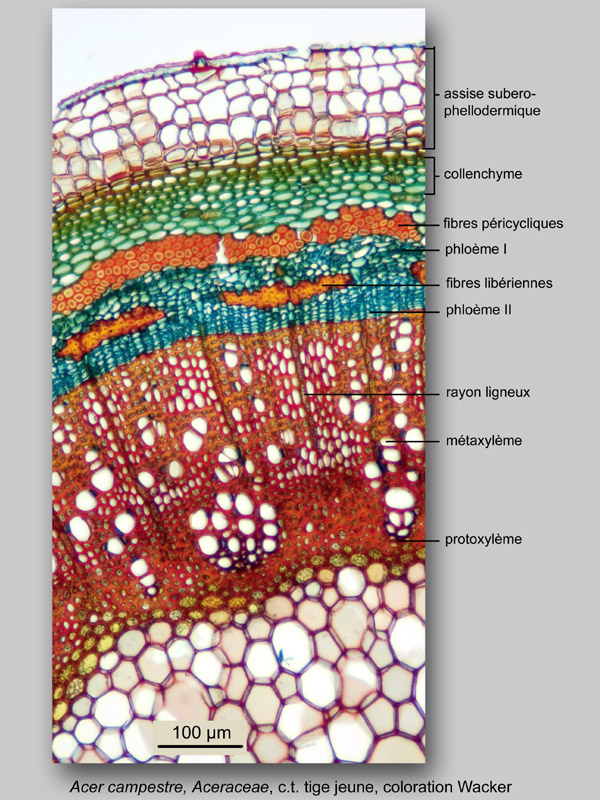 Acer campestre, histologie, histology. #24584