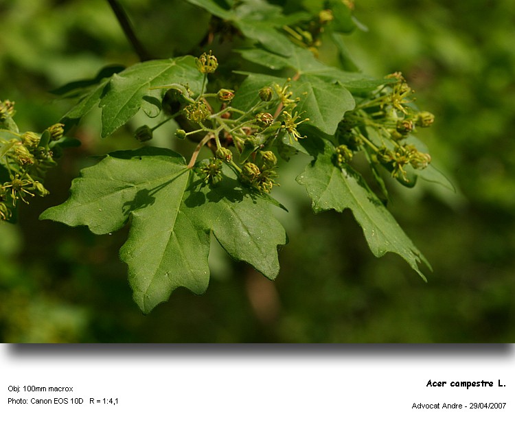 Acer campestre L.   Erable champêtre #1828