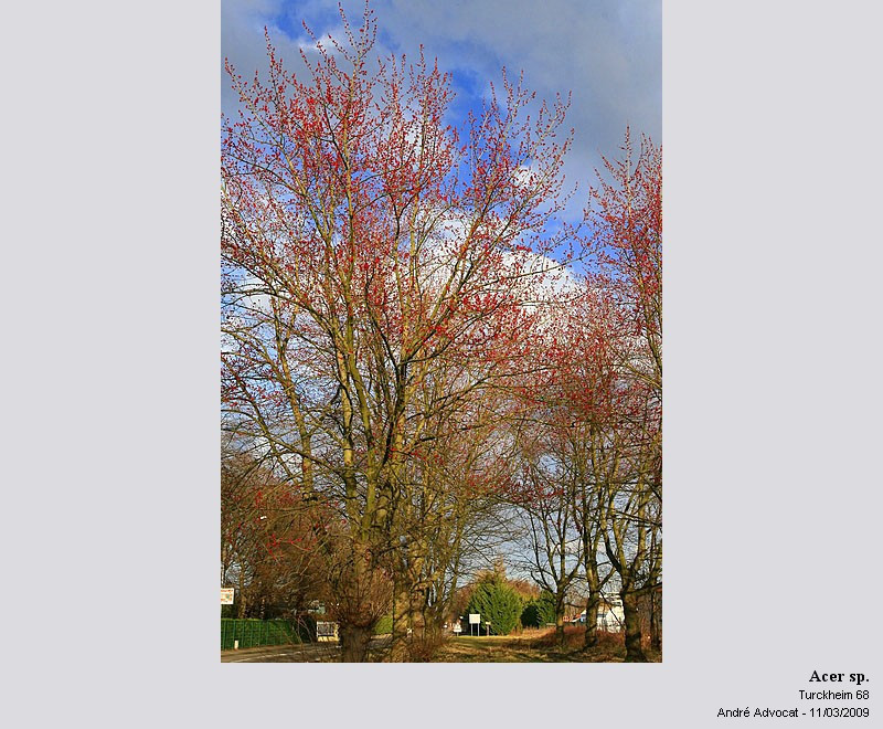Acer cf. saccharinum L. (Floraison d un Erable ) #85115