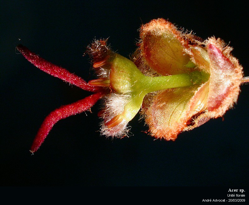 Acer cf. saccharinum L. (Floraison d un Erable ) #85118