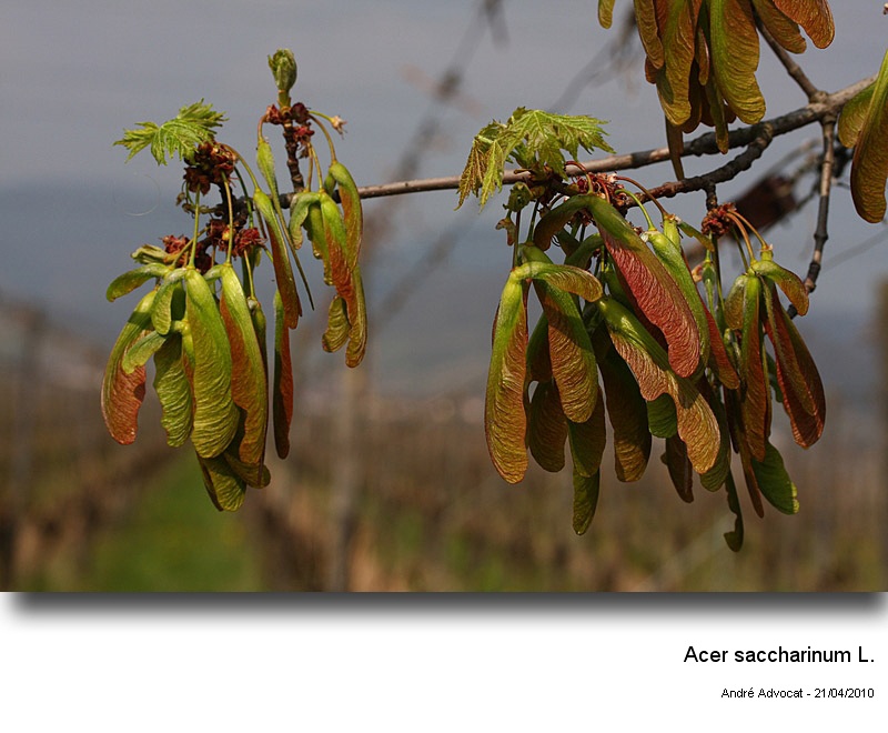 Acer cf. saccharinum L. (Floraison d un Erable ) #15761