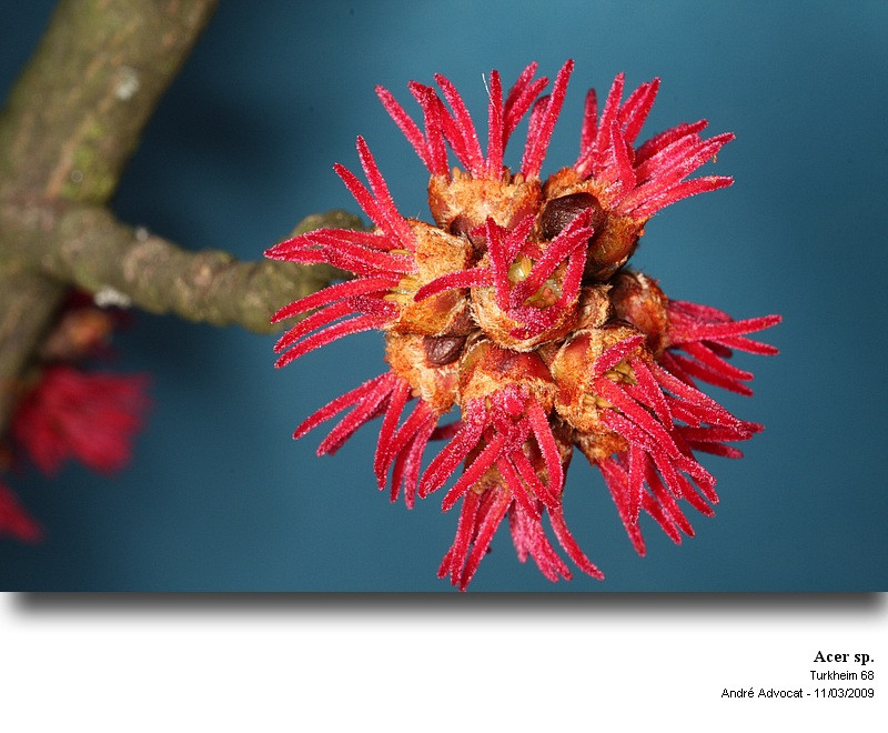 Acer cf. saccharinum L. (Floraison d un Erable ) #85116