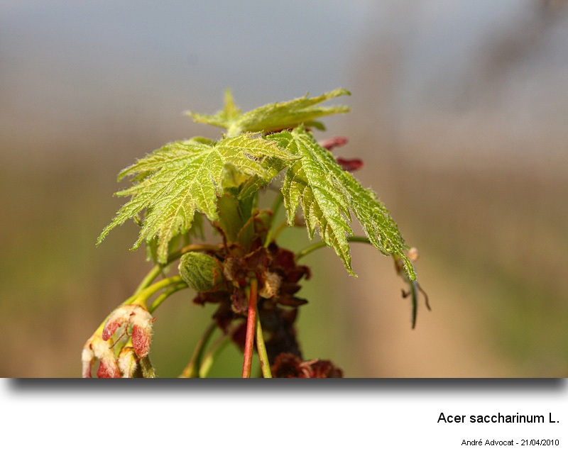 Acer cf. saccharinum L. (Floraison d un Erable ) #15763