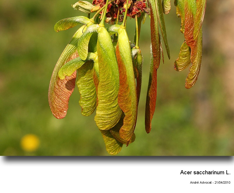 Acer cf. saccharinum L. (Floraison d un Erable ) #15762