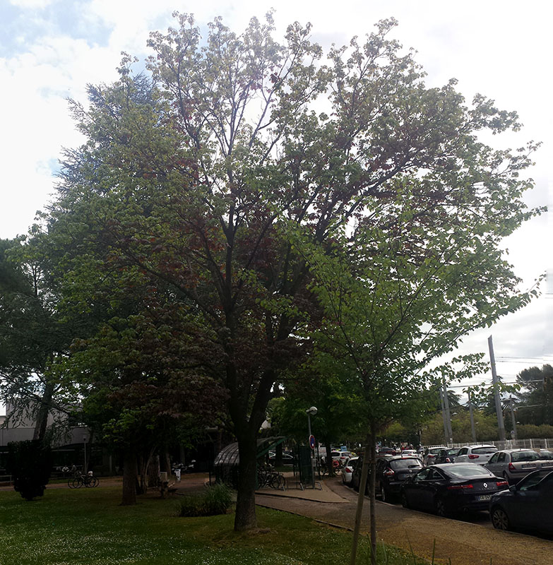 Acer platanoides #55231