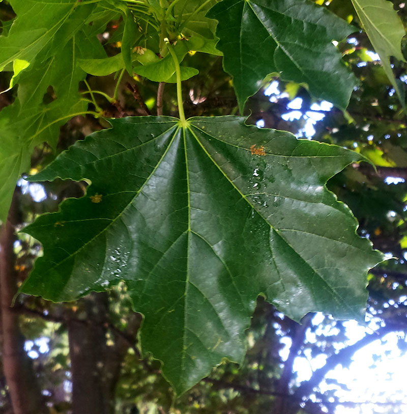 Acer platanoides #55235