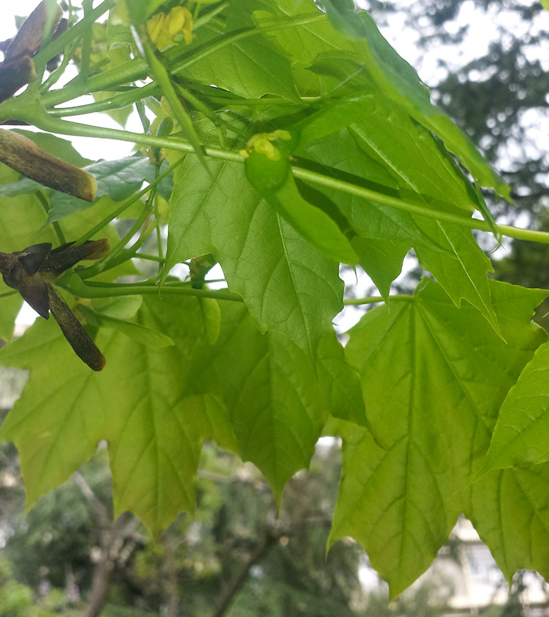 Acer platanoides #55234