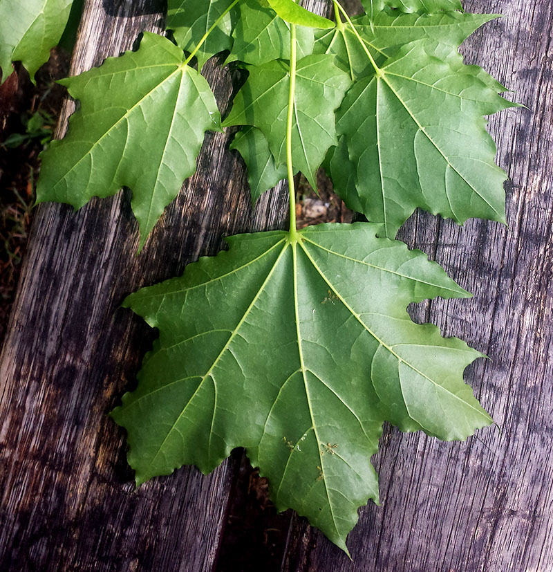 Acer platanoides #55236