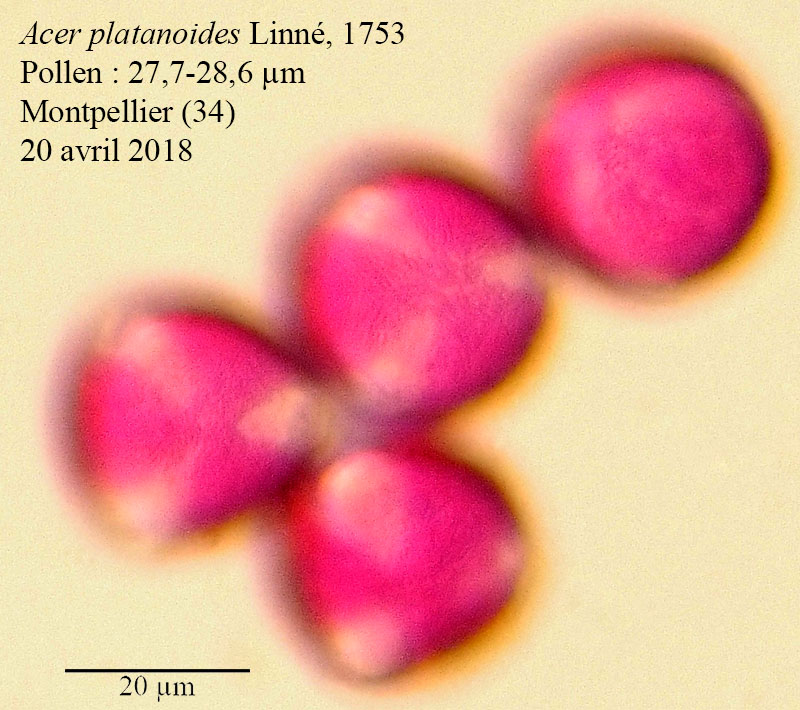 Acer platanoides #55242
