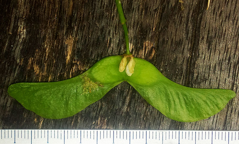 Acer platanoides #55239