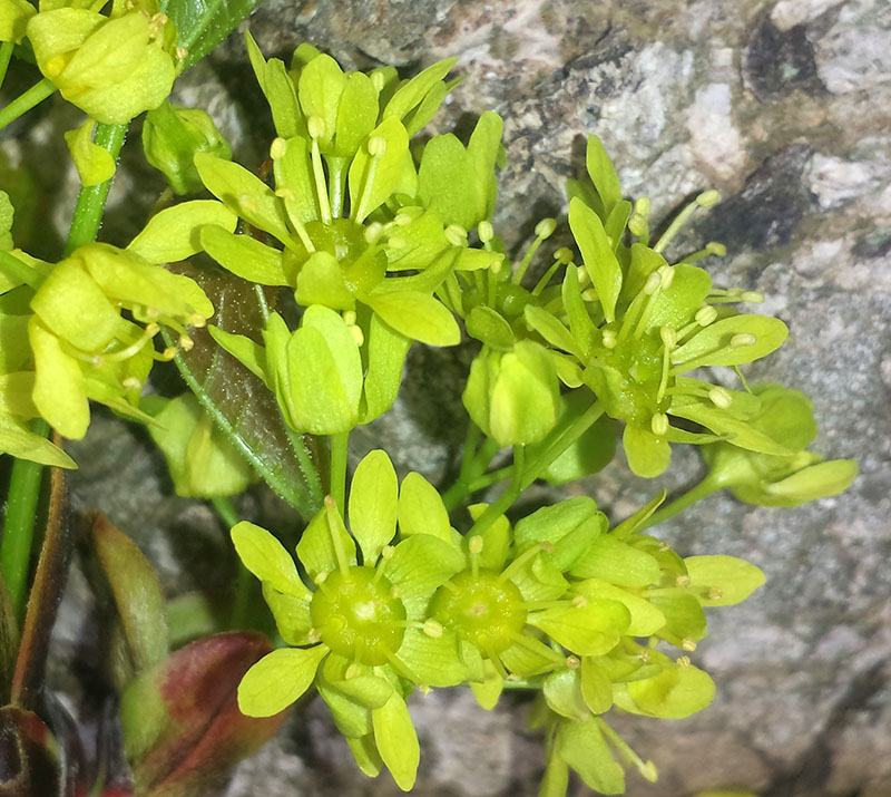 Acer platanoides #55237