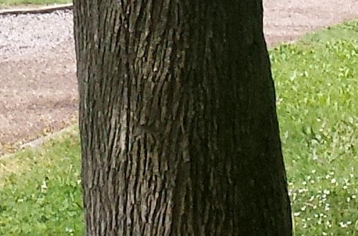 Acer platanoides #55233