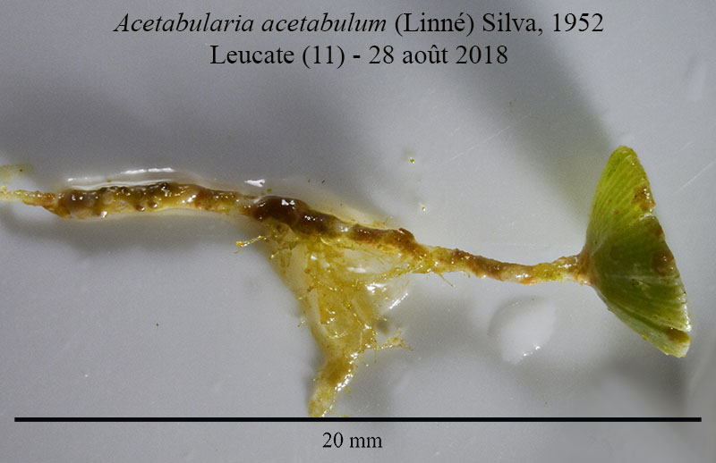 Acetabularia acetabulum #56050