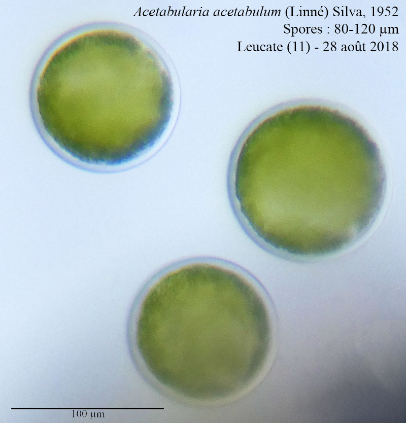 Acetabularia acetabulum #56055