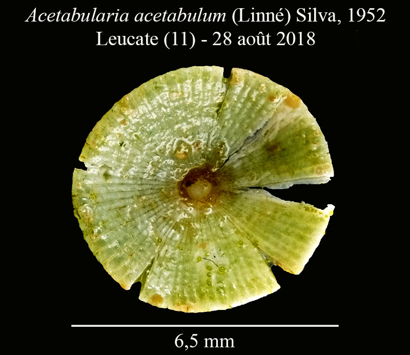Acetabularia acetabulum #56051
