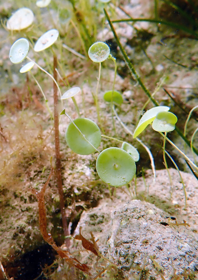 Acetabularia acetabulum #63659