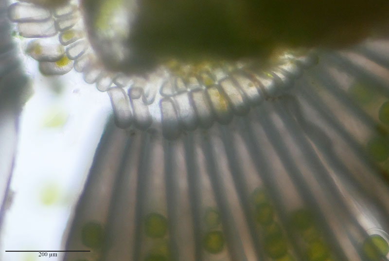 Acetabularia acetabulum #56053