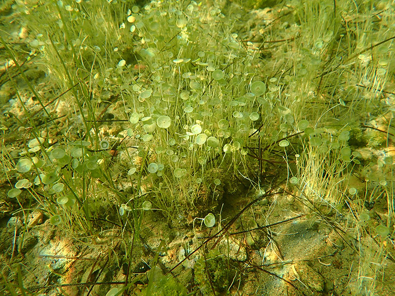 Acetabularia acetabulum #63657