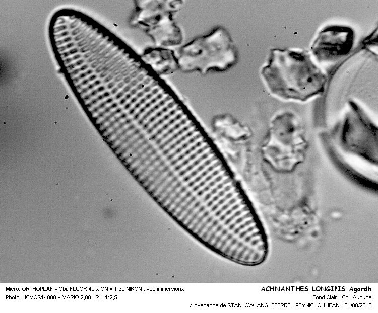 ACHANANTHES LONGIPES Agardh #46724
