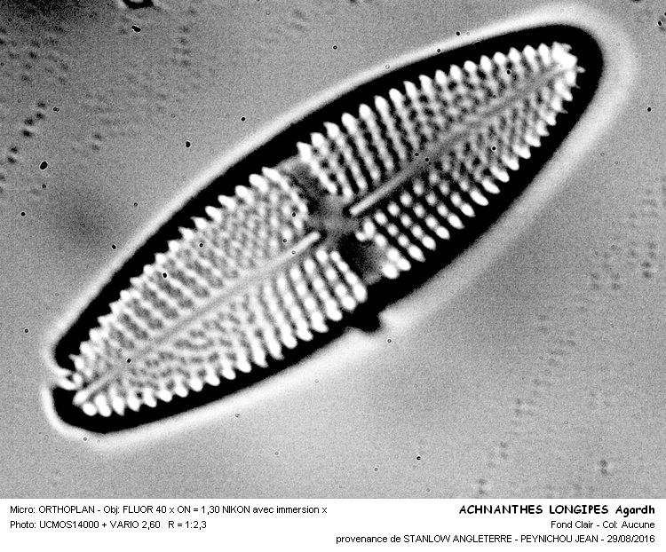 ACHANANTHES LONGIPES Agardh #46699
