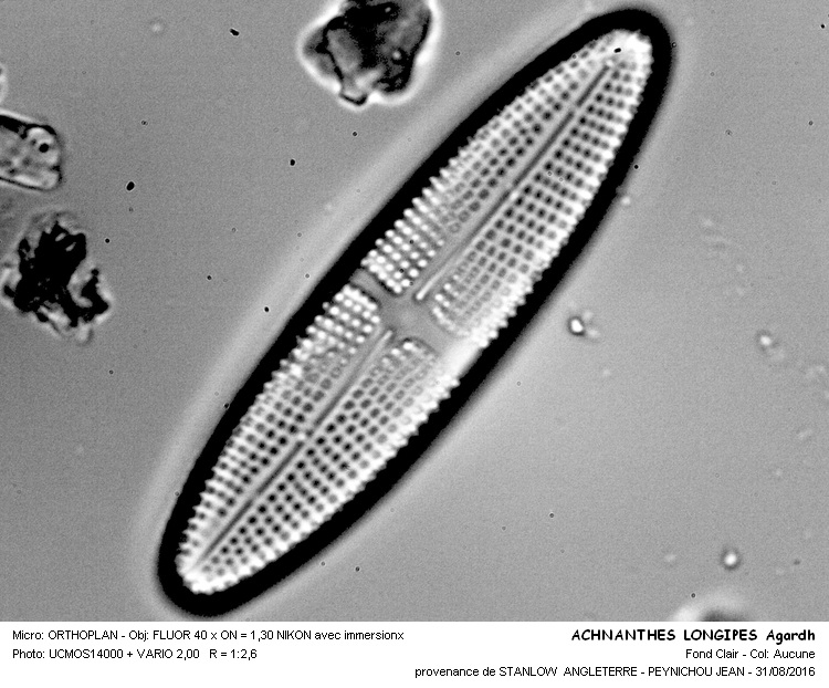 ACHANANTHES LONGIPES Agardh #46725