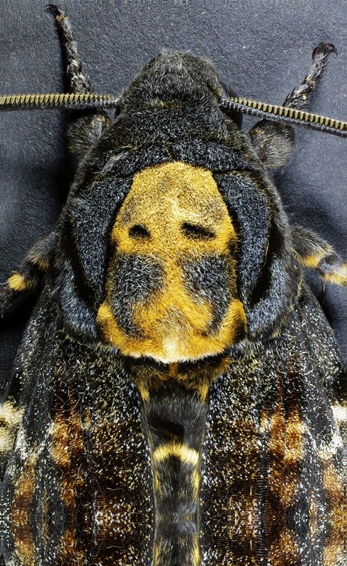 Acherontia atropos SPHINX TETE DE MORT #39433